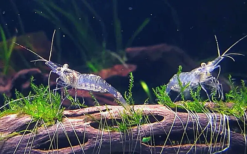 Whisker Shrimp vs Ghost Shrimp