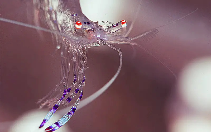 why are ghost shrimp so cheap