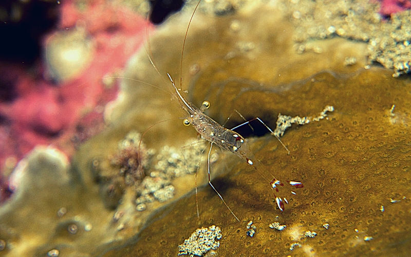 Why Are My Ghost Shrimp Dying