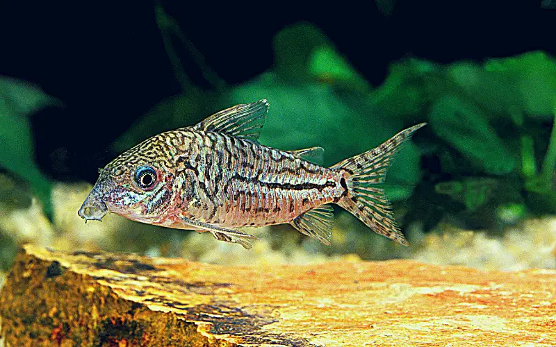 Can Corydoras Live Without Air Pump