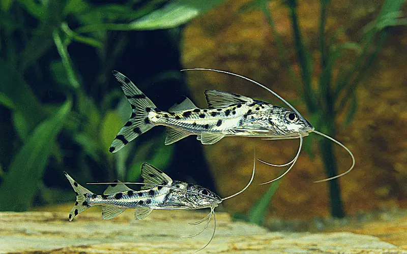 Catfish for Aquarium