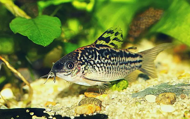 Ultimate Guide to Sterbai Cory Catfish Care and Maintenance