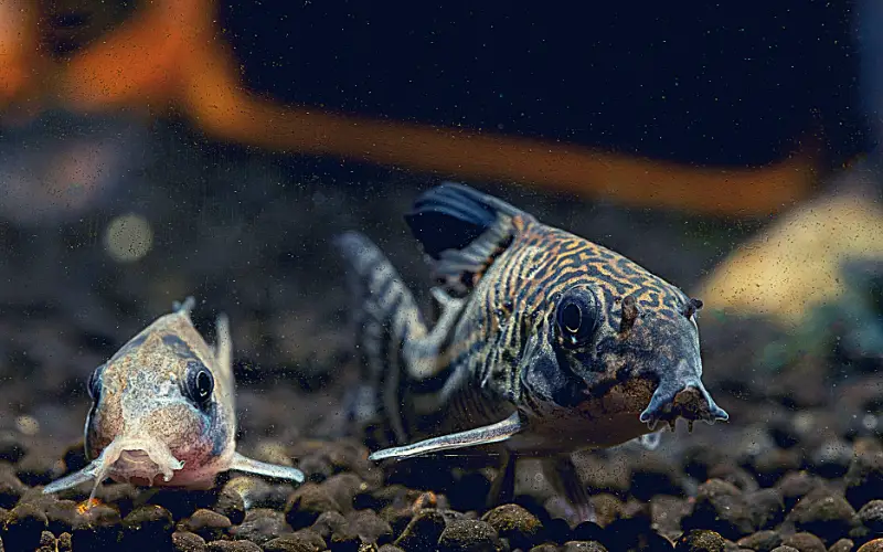 Male vs Female Cory Catfish