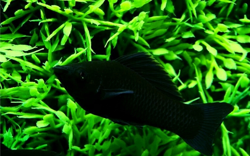 Are Black Molly Fish Bottom Feeders