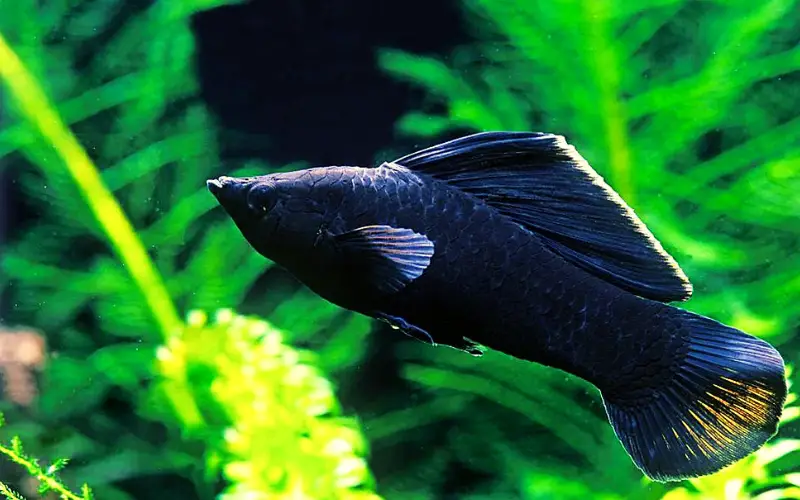 Are Black Molly Fish Nocturnal