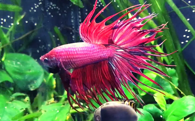 7 Reasons Betta Fish Flaring Gills and (How to Handle It!)