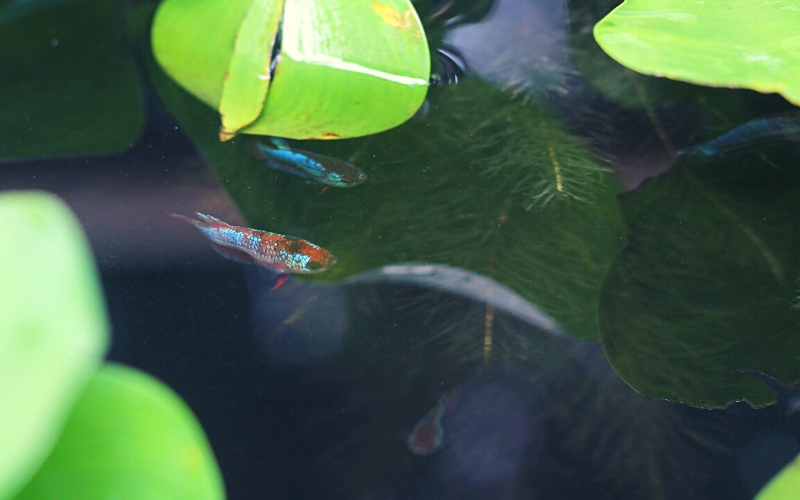 Betta Fish Habitat in the Wild
