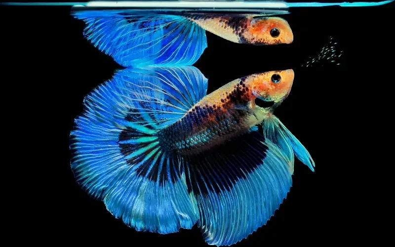 Betta Fish Spits Out Food 5 Common Causes & Quick Solution!