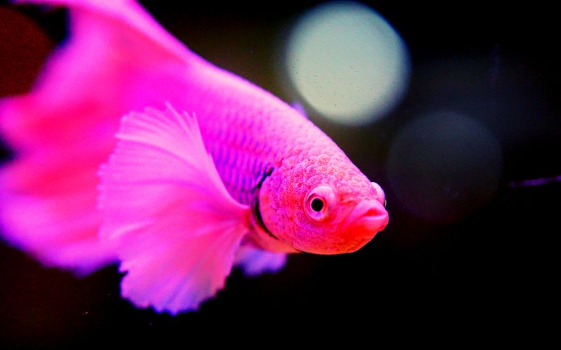 Betta Fish Water Parameters 5 Easy Tips for Vibrant Bettas!