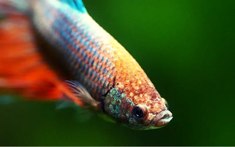 Betta Velvet Disease 101: Symptoms, Treatment & Prevention