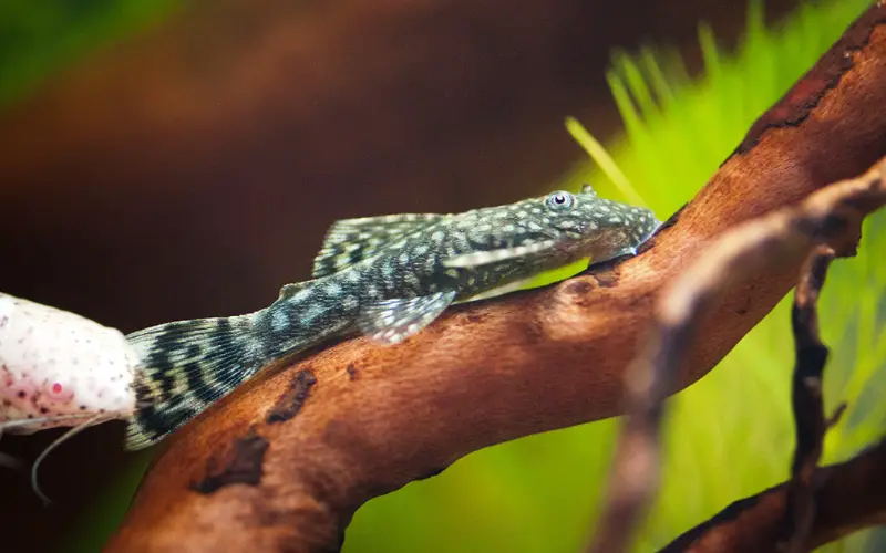 Bristlenose Catfish Tank Size 3 HUGE Mistakes You're Making