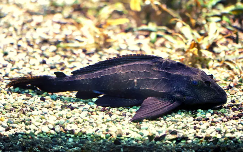 Bristlenose Pleco Lifespan 12 Years?! Shocking Truth!