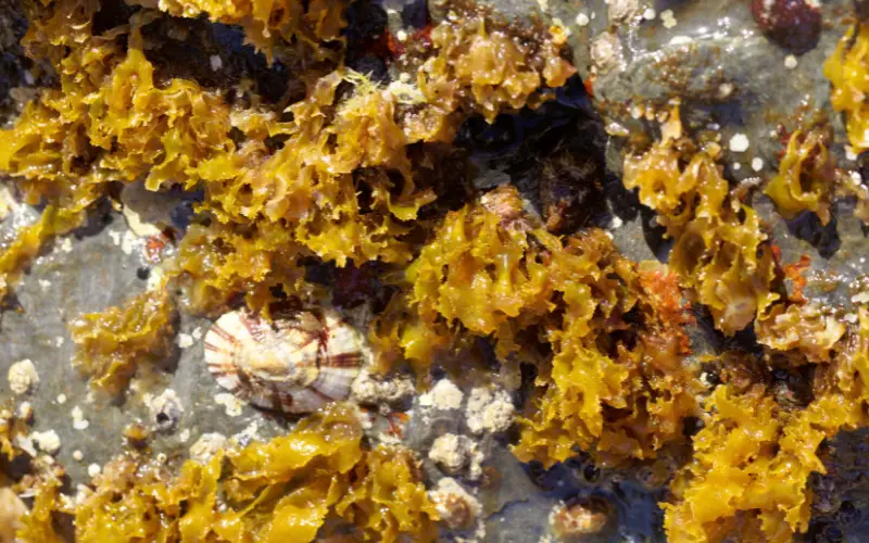 Brown Algae in Fish Tank 5 Surefire Hacks to Remove Forever