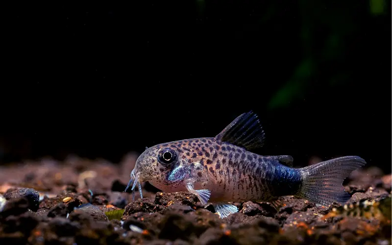 Can Cory Catfish Live with Cichlids