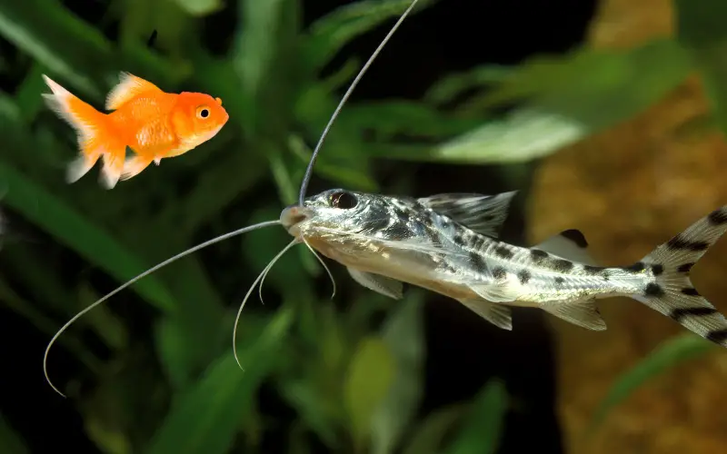 Can Pictus Catfish Live with Goldfish
