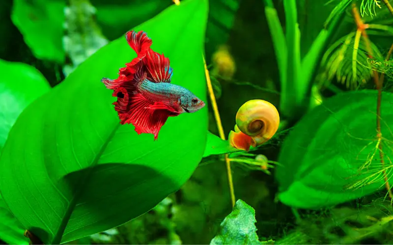 Can a Snail Eat a Betta Fish A Comprehensive Beginner Guide