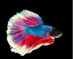 Double Tail HM Female Mix Color Betta fish