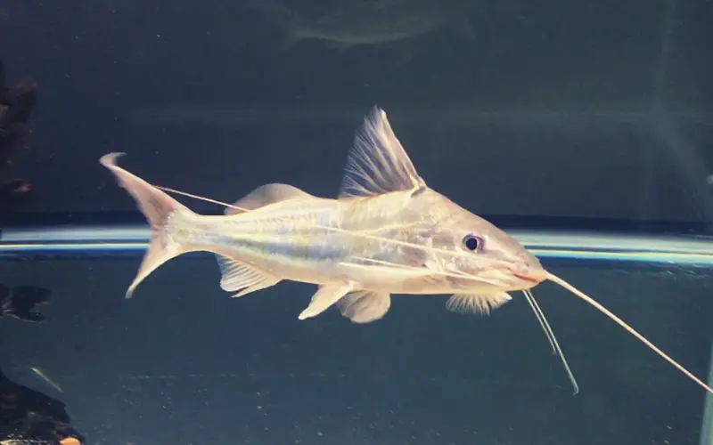 Four Line Pictus Catfish 101 A Comprehensive Care Guide!