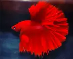 HM Red BF Betta fish