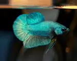 HMPK Turquoise Betta Fish