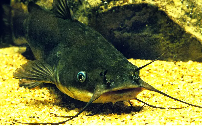 How Long Can a Catfish Live A Comprehensive Beginners Guide