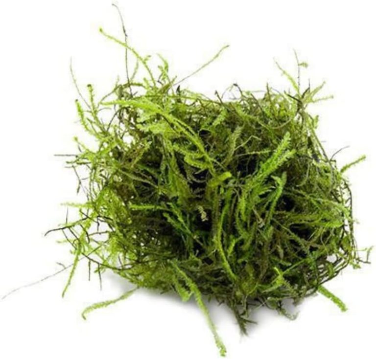 10 Best Plants for Betta Fish Tank: (A Comprehensive Guide)