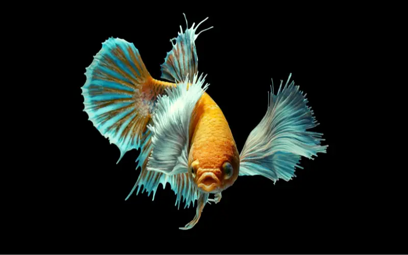 Overfeed Betta Fish 101: Recognizing Symptoms and Quick Fix