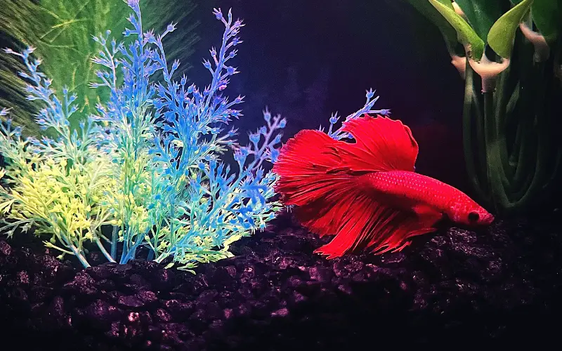 Ph for Betta Fish