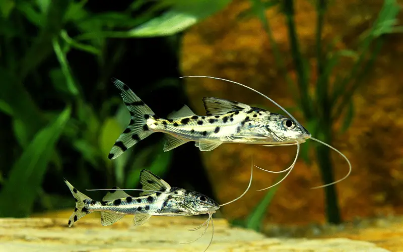 Pimelodus Pictus Catfish