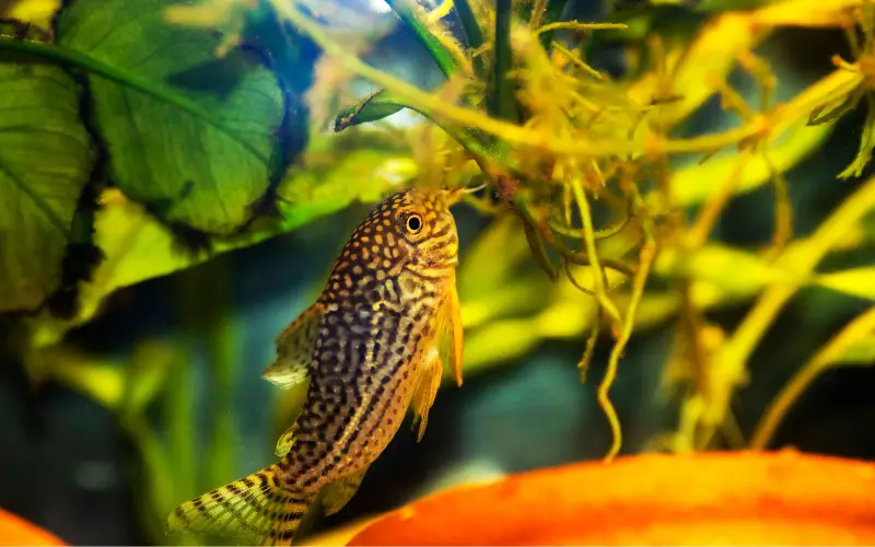 Ultimate Guide to Sterbai Cory Catfish Care and Maintenance