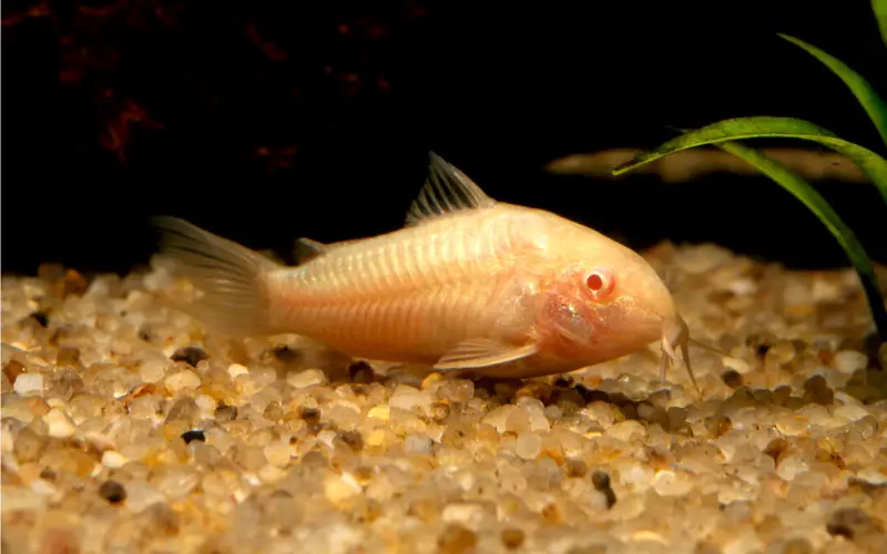 What Do Albino Cory Catfish Eat
