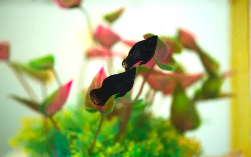 What Do Black Mollies Eat 7 Astonishing Black Molly Foods!