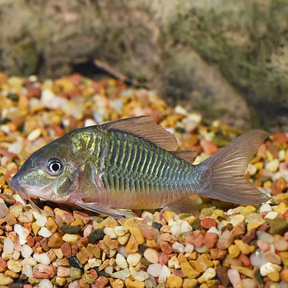 emerald green cory catfish