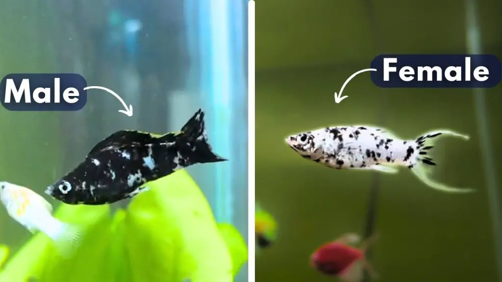 male vs female dalmatian molly