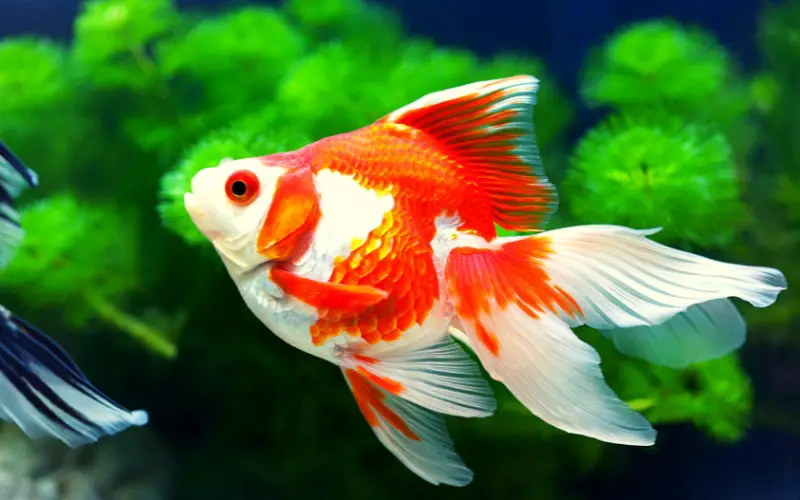 Average Life Expectancy of a Goldfish