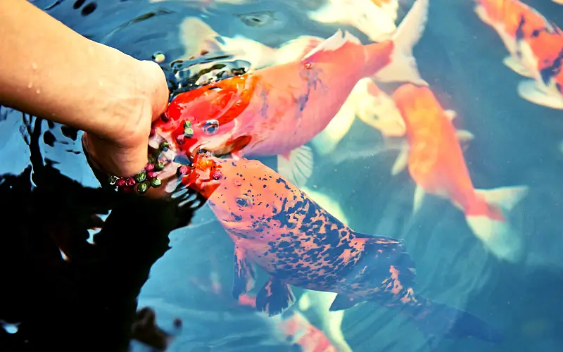 Dealing with Black Spots on Goldfish (Expert Answers Inside)