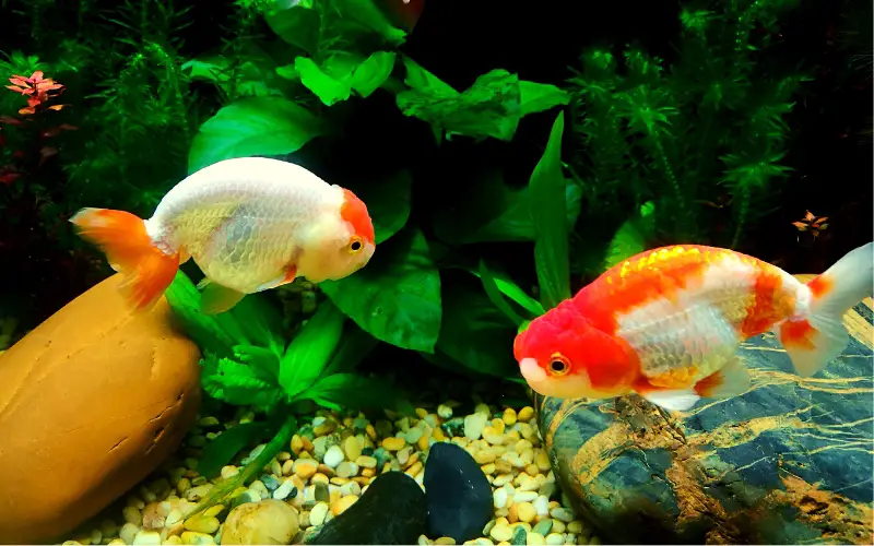 Breeding Lionhead Goldfish - The Ultimate Guide to Success!