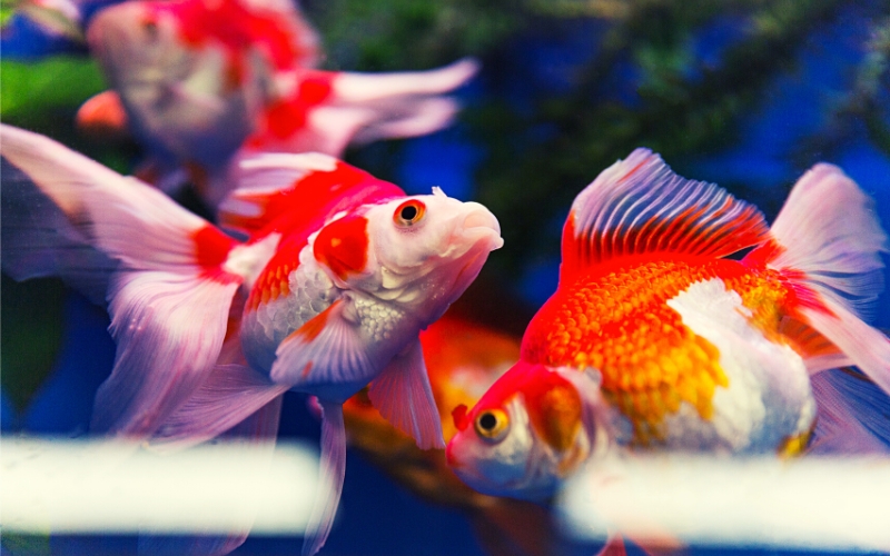 Breeding Ryukin Goldfish