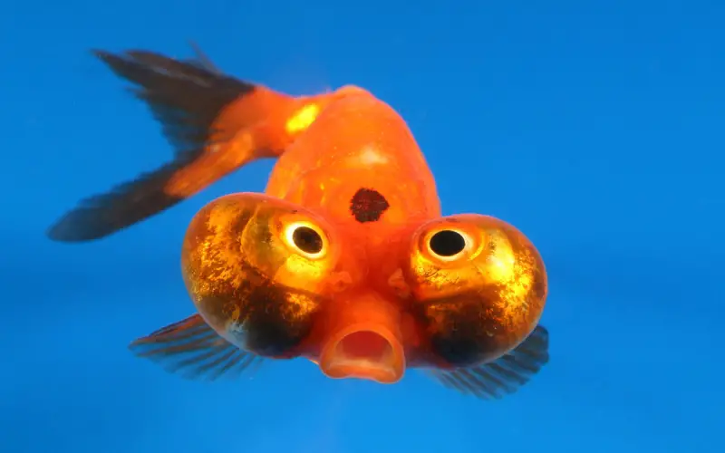 Celestial Eye Goldfish