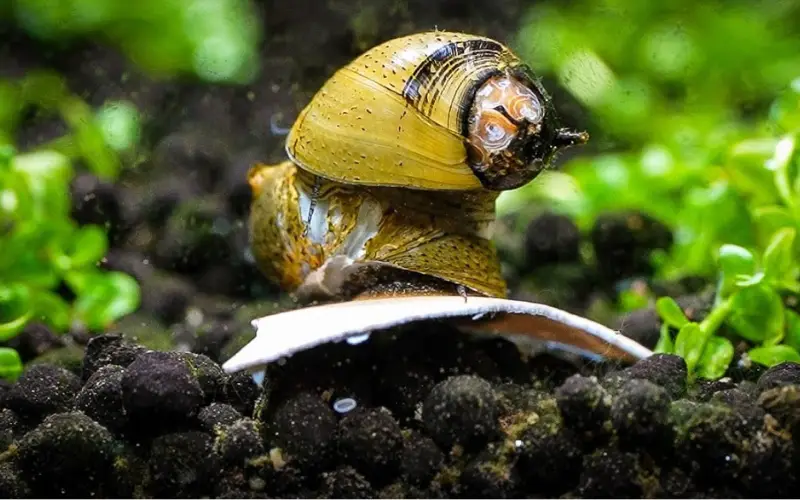 Cuttlebone for Snails