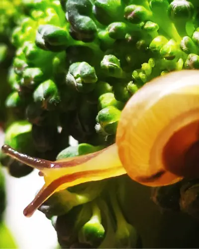 Gold Inca snail