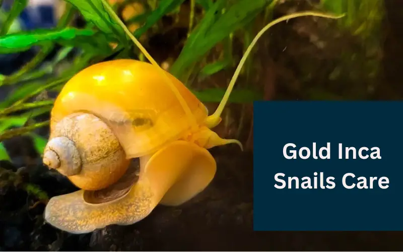 Gold Mystery Snail 101 A Comprehensive Beginners Guide!
