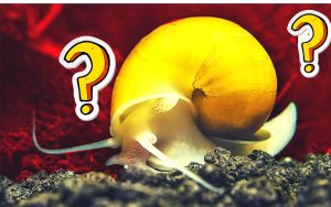 Golden Mystery Snail Food