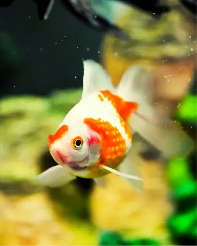 Goldfish Pearlscale
