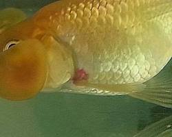 Goldfish Ulcer Disease
