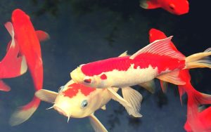 Goldfish Vs Koi Fish - Which is Better for Your Pond!