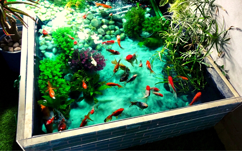 Goldfish and Shubunkins fish