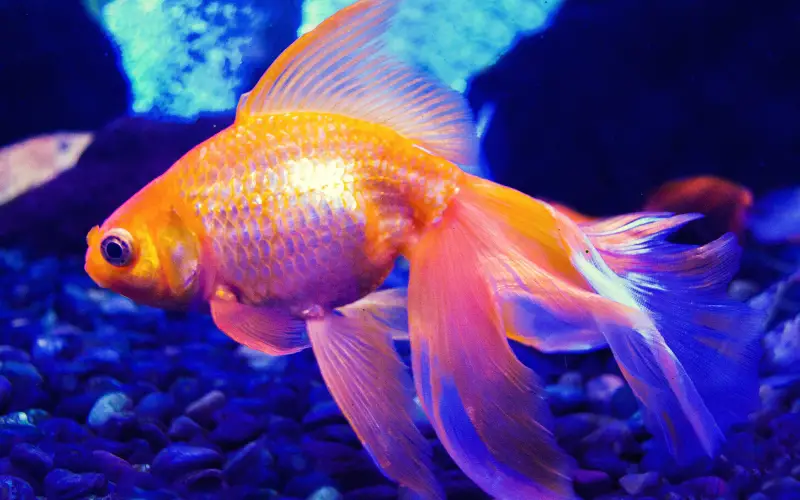 How Long Do Goldfish Last 5 Tips for Healthy Pond Care!