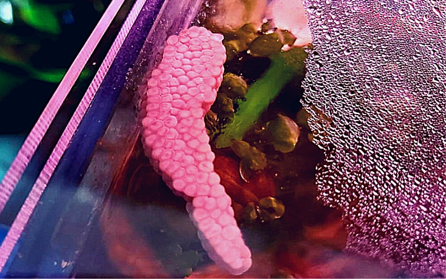 How Long Does It Take for Mystery Snail Eggs to Hatch