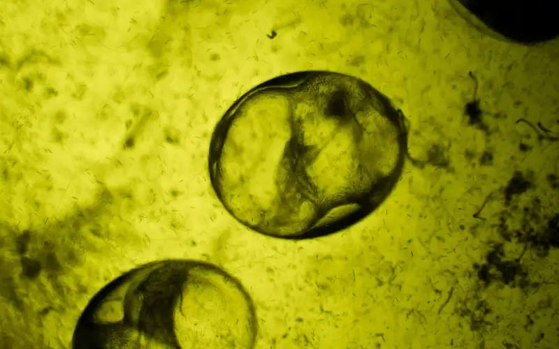 How to Tell If Mystery Snail Eggs Are Fertile (Easy & Quick)